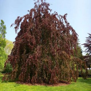 beech weeping purple copper tree fountain purpurea pendula