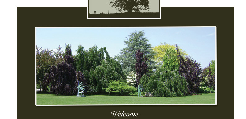 Beech Tree Collection